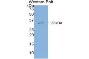 Western blot analysis of the recombinant protein. (NUP88 anticorps  (AA 159-422))