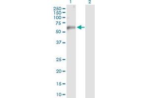 Western Blot analysis of TRAF6 expression in transfected 293T cell line by TRAF6 MaxPab polyclonal antibody.