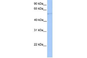 WB Suggested Anti-CYP1A1 Antibody Titration:  0. (CYP1A1 anticorps  (Middle Region))