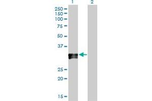 Western Blot analysis of HLA-DPA1 expression in transfected 293T cell line by HLA-DPA1 MaxPab polyclonal antibody.