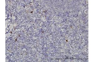 Image no. 1 for anti-NFKB Inhibitor Interacting Ras-Like 2 (NKIRAS2) (AA 1-192) antibody (ABIN599224) (NKIRAS2 anticorps  (AA 1-192))