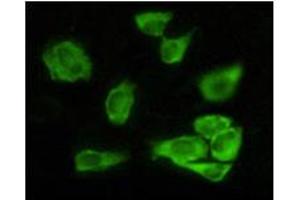 Immunofluorescence analysis of Hela cells using GSK3 alpha mouse mAb showing cytoplasmic localization. (GSK3 alpha anticorps)