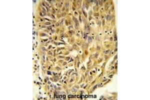 anti-Heat Shock 70kDa Protein 7 (HSP70B) (HSPA7) antibody