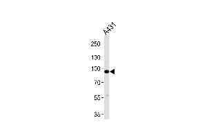 Western blot analysis of lysates from A431 cell line ,using C1S Antibody (ABIN485413 and ABIN1534794). (C1S anticorps)