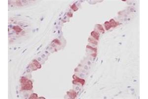 Image no. 1 for anti-Epidermal Growth Factor (EGF) (Extracellular Domain) antibody (ABIN205919)