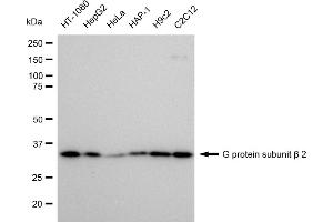 Western blotting analysis using G protein subunit beta 2 antibody (ABIN7798822).