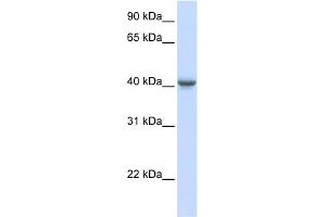 WB Suggested Anti-GABRA1 Antibody Titration:  0. (GABRA1 anticorps  (Middle Region))