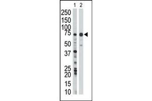 Image no. 1 for anti-WEE1 Homolog (S. Pombe) (WEE1) (Middle Region) antibody (ABIN360580) (WEE1 anticorps  (Middle Region))