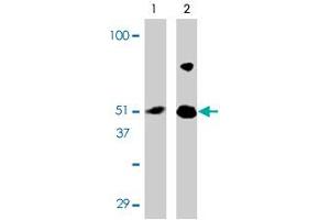 Western blot analysis of IRF7 in 293 cell lysate with IRF7 polyclonal antibody at (A) 0. (IRF7 anticorps  (Internal Region))