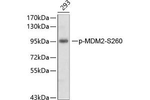 Western blot analysis of extracts of 293 cell line, using phospho-MDM2-S260 antibody (ABIN3019520, ABIN3019521, ABIN3019522 and ABIN6225445). (MDM2 anticorps  (pSer260))