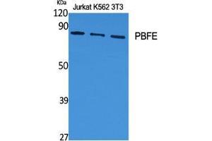 Western Blot (WB) analysis of specific cells using PBFE Polyclonal Antibody.