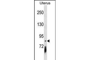 PCDHGB4 Antibody (Center) (ABIN1538347 and ABIN2850269) western blot analysis in Uterus tissue lysates (35 μg/lane). (PCDHGB4 anticorps  (AA 353-379))
