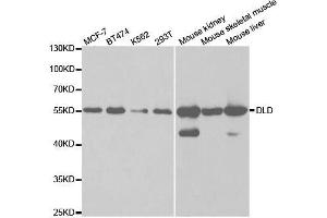Western blot analysis of extracts of various cell lines, using DLD antibody. (DLD anticorps  (AA 36-300))