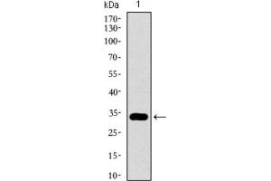 Western Blotting (WB) image for anti-GATA Binding Protein 6 (GATA6) (AA 491-557) antibody (ABIN1846324) (GATA6 anticorps  (AA 491-557))