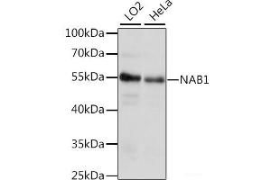 Western blot analysis of extracts of various cell lines using NAB1 Polyclonal Antibody at dilution of 1:1000. (NAB1 anticorps)