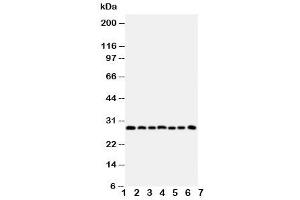 Western blot testing of Kallikrein-11 antibody and Lane 1:  U87 (Kallikrein 11 anticorps  (C-Term))