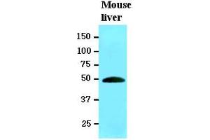 Western Blotting (WB) image for anti-Ribonuclease/angiogenin Inhibitor 1 (RNH1) (AA 7-461) antibody (ABIN400852)