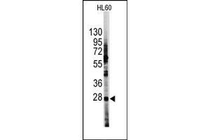 Image no. 1 for anti-Hes Family bHLH Transcription Factor 1 (HES1) (N-Term) antibody (ABIN358779) (HES1 anticorps  (N-Term))