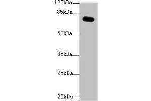 Western blot All lanes: RMI1 antibody at 4 μg/mL + Mouse kidney tissue Secondary Goat polyclonal to rabbit IgG at 1/10000 dilution Predicted band size: 70 kDa Observed band size: 70 kDa (RMI1 anticorps  (AA 181-443))