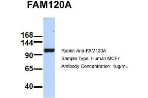 Host: Rabbit   Target Name: FAM120A   Sample Tissue: MCF7  Antibody Dilution: 1. (FAM120A anticorps  (Middle Region))