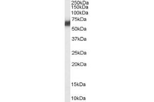 Image no. 1 for anti-Protein Disulfide Isomerase Family A, Member 2 (PDIA2) (Internal Region) antibody (ABIN374833) (PDIA2 anticorps  (Internal Region))