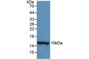 Western blot analysis of recombinant Human HTN1. (HTN1 anticorps  (AA 20-57))
