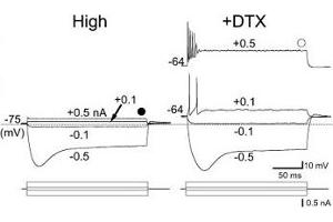 Dendrotoxin-I shifts the resting potential of avian high characteristic frequency region of nucleus magnocellularis neurons. (Dendrotoxin-I Protéine)