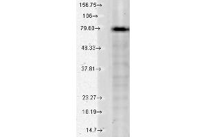 KCNQ1 human cellline mix. (KCNQ1 anticorps  (AA 2-101))
