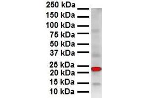 WB Suggested Anti-SOX2 antibody Titration: 1 ug/mL Sample Type: Human OVCAR-3