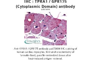 Image no. 1 for anti-Transmembrane Protein, Adipocyte Asscociated 1 (TPRA1) (3rd Cytoplasmic Domain) antibody (ABIN1740235) (GPR175 anticorps  (3rd Cytoplasmic Domain))