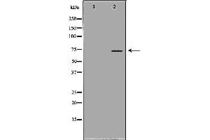 Western blot analysis of Mouse liver tissue lysates, using KNG1 Antibody. (KNG1 anticorps  (N-Term))