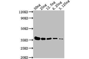 Western Blot Positive WB detected in: E-tagged fusion protein at 50 ng, 25 ng, 12. (E Tag anticorps)