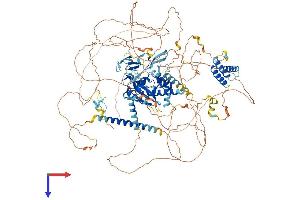 REX1, RNA Exonuclease 1 Homolog (REXO1) (AA 1-1221) protein (His tag)