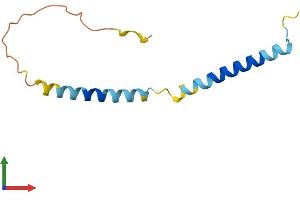 AlphaFold protein structure predicition of Mouse Recombinant Tceal9 Protein, UniprotID Q9DD24