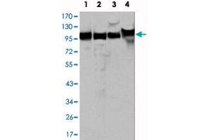 Western blot analysis using MSH2 monoclonal antibody, clone 1B3 (3A2B8C)  against HeLa (1), A-549 (2), A-431 (3) and HEK293 (4) cell lysate.