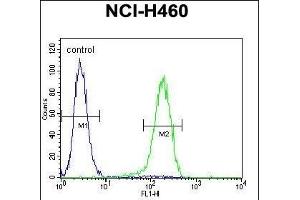 PREF6 Antibody (C-term) (ABIN655365 and ABIN2844922) flow cytometric analysis of NCI- cells (right histogr) compared to a negative control cell (left histogr). (PRAMEF6 anticorps  (C-Term))