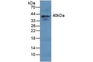 Detection of MAPK11 in Human Brain Tissue using Polyclonal Antibody to Mitogen Activated Protein Kinase 11 (MAPK11) (MAPK11 anticorps  (AA 38-277))