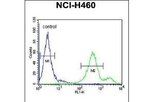 Flow cytometric analysis of NCI-H460 cells (right histogram) compared to a negative control cell (left histogram). (EBPL anticorps  (C-Term))