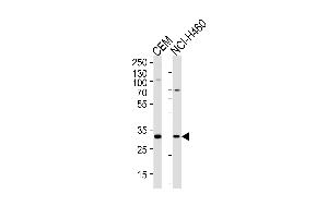 H2AFY2 Antibody (Center) (ABIN1881401 and ABIN2838461) western blot analysis in CEM,NCI- cell line lysates (35 μg/lane).
