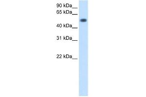 Transfected 293T; WB Suggested Anti-TOR3A Antibody Titration: 0.