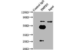 Immunoprecipitating SMPD3 in mouse brain whole cell lysate Lane 1: Rabbit control IgG (1 μg) instead of ABIN7170557 in mouse brain whole cell lysate. (SMPD3 anticorps  (AA 401-655))