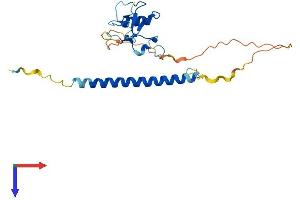 AlphaFold protein structure predicition of Mouse Recombinant Thap3 Protein, UniprotID Q8BJ25