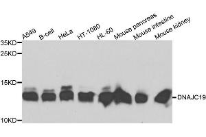 Western blot analysis of extracts of various cells, using DNAJC19 antibody. (DNAJC19 anticorps)