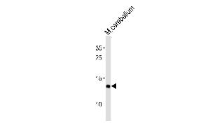 Western blot analysis of lysates from mouse cerebellum tissue (from left to right), using EIF1 Antibody (C-term) (ABIN6242931 and ABIN6577889). (EIF1 anticorps  (C-Term))