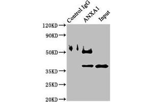 Immunoprecipitating ANXA1 in K562 whole cell lysate Lane 1: Rabbit control IgG instead of ABIN7144255 in K562 whole cell lysate.