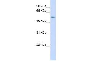 Western Blotting (WB) image for anti-Chromosome 15 Open Reading Frame 27 (C15orf27) antibody (ABIN2459594) (C15orf27 anticorps)