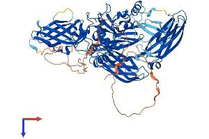 AlphaFold protein structure predicition of Mouse Recombinant Tgm1 Protein, UniprotID Q9JLF6