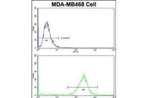 Flow cytometric analysis of MDA-MB468 cells using PRDX3 Antibody (N-term)(bottom histogram) compared to a negative control cell (top histogram)FITC-conjugated goat-anti-rabbit secondary antibodies were used for the analysis. (Peroxiredoxin 3 anticorps  (N-Term))