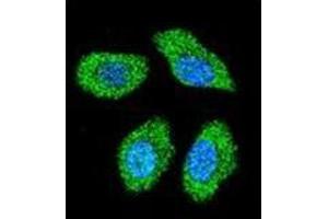 Confocal immunofluorescent analysis of IER3 / IEX1 Antibody (N-term) Cat.