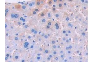 Detection of UCN3 in Mouse Liver Tissue using Polyclonal Antibody to Urocortin 3 (UCN3)
